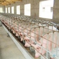 RFID养猪溯源解决方案1