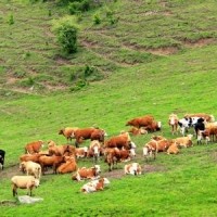 RFID的牛羊繁育养殖管理系统方案