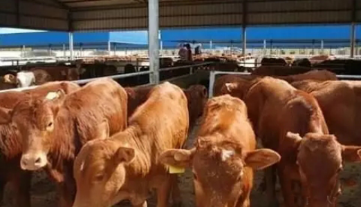 RFID二维码技术智能养牛