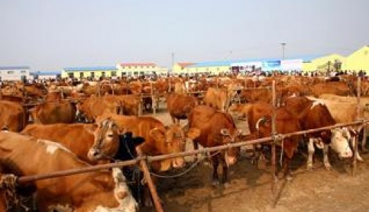 UHF的牛羊追溯管理方案